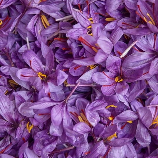 Recogida, selección y tueste del azafrán